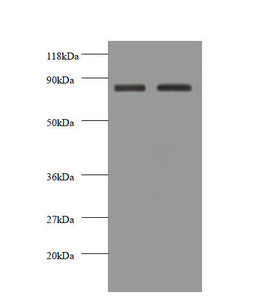 Western blot All lanes: CDH12 antibody at 2µg/ml Lane 1: EC109 whole cell lysate Lane 2: 293T whole cell lysate Secondary Goat polyclonal to rabbit IgG at 1/10000 dilution Predicted band size: 89, 85 kDa Observed band size: 85 kDa