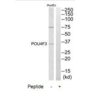 Western blot analysis of extracts from HuvEc cells, using POU4F3 antibody.
