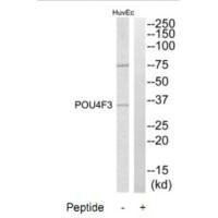 Western blot analysis of extracts from HuvEc cells, using POU4F3 antibody.