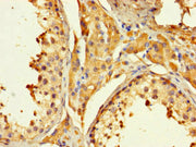 Immunohistochemistry of paraffin-embedded human testis tissue using CSB-PA13219A0Rb at dilution of 1:100