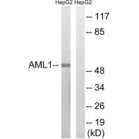 Western blot analysis of extracts from HepG2 cells, treated with PMA (125ng/ml, 30mins), using AML1 (Ab-435) antibody.