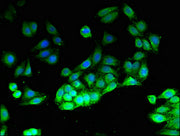Immunofluorescent analysis of HepG2 cells using CSB-PA13309A0Rb at dilution of 1:100 and Alexa Fluor 488-congugated AffiniPure Goat Anti-Rabbit IgG(H+L)