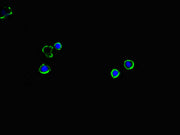 Immunofluorescent analysis of MCF-7 cells using CSB-PA13329A0Rb at dilution of 1:100 and Alexa Fluor 488-congugated AffiniPure Goat Anti-Rabbit IgG(H+L)