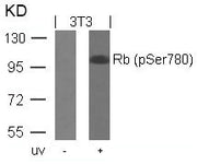 Western blot analysis of extracts from 3T3 cells untreated or treated with UV using Rb(Phospho-Ser780) Antibody.