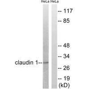 Western blot analysis of extracts from HeLa cells, treated with Hu (2nM, 24hours), using Claudin 1 (Ab-210) antibody.