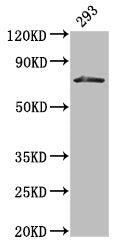 Western Blot Positive WB detected in: 293 whole cell lysate All lanes: HDC antibody at 3µg/ml Secondary Goat polyclonal to rabbit IgG at 1/50000 dilution Predicted band size: 75, 71 kDa Observed band size: 75 kDa