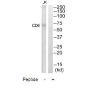 Western blot analysis of extracts from Jurkat cells, using CD6 antibody.
