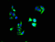 Immunofluorescence staining of Hela cells with CSB-PA13457A0Rb at 1:66, counter-stained with DAPI. The cells were fixed in 4% formaldehyde, permeabilized using 0.2% Triton X-100 and blocked in 10% normal Goat Serum. The cells were then incubated w...