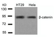 Western blot analysis of extracts from HT29 and Hela cells using b-Catenin(Ab-654) Antibody.