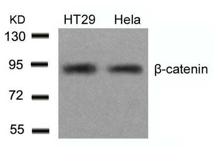Western blot analysis of extracts from HT29 and Hela cells using b-Catenin(Ab-654) Antibody.