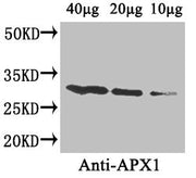 Western Blot Positive WB detected in: Arabidopsis thaliana (40µg, 20µg, 10µg) All lanes: APX1 antibody at 4µg/ml Secondary Goat polyclonal to rabbit IgG at 1/50000 dilution Predicted band size: 28 kDa Observed band size: 28 kDa