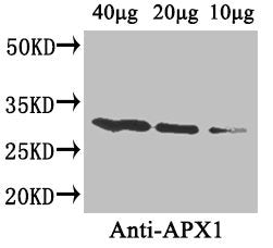 Western Blot Positive WB detected in: Arabidopsis thaliana (40µg, 20µg, 10µg) All lanes: APX1 antibody at 4µg/ml Secondary Goat polyclonal to rabbit IgG at 1/50000 dilution Predicted band size: 28 kDa Observed band size: 28 kDa