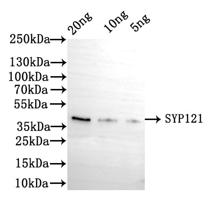 Western Blot Positive WB detected in: recombinant protein All lanes: SYP121 Antibody at 1:1000 Secondary Goat polyclonal to rabbit IgG at 1/50000 dilution Predicted band size: 39 kDa Observed band size: 39 kDa