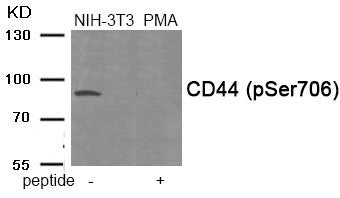 Western blot analysis of extracts from NIH-3T3 cells treated with PMA using Phospho-CD44 (Ser706) antibody.The lane on the right is treated with the antigen-specific peptide.