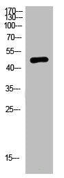 Western Blot analysis of mouse-brain cells using primary antibody diluted at 1:2000(4°C overnight). Secondary antibody:Goat Anti-rabbit IgG IRDye 800( diluted at 1:5000, 25°C, 1 hour)