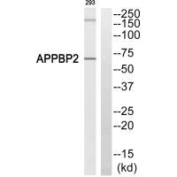 Western blot analysis of extracts from 293 cells, using APPBP2 antibody.