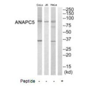 Western blot analysis of extracts from HeLa cells, Jurkat cells and COLO205 cells, using ANAPC5 antibody.