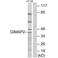 Western blot analysis of extracts from HT-29 cells, using GIMAP2 antibody.