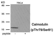 Western blot analysis of extracts from HeLa tissue using Calmodulin (Phospho-Thr79/Ser81) antibody.The lane on the right is treated with the antigen-specific peptide.