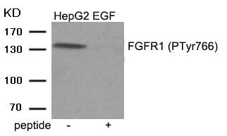 Western blot analysis of extracts from HepG2 cells treated with EGF using Phospho-FGFR1 (Tyr766) antibody.The lane on the right is treated with the antigen-specific peptide.