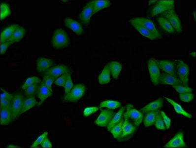 Immunofluorescent analysis of HepG2 cells using CSB-PA13919A0Rb at dilution of 1:100 and Alexa Fluor 488-congugated AffiniPure Goat Anti-Rabbit IgG(H+L)