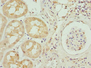 Immunohistochemistry of paraffin-embedded human kidney tissue using CSB-PA13929A0Rb at dilution of 1:100
