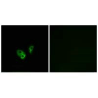 Immunofluorescence analysis of A549 cells, using CNGA2 antibody.