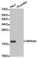 Western blot analysis of extracts of HeLa cell line and H3 protein expressed in E.coli., using H3K4me1 antibody.