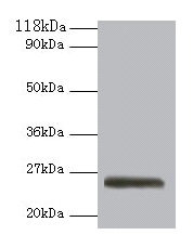Western blot All lanes: ERAS antibody at 2µg/ml + 293T whole cell lysate Secondary Goat polyclonal to rabbit IgG at 1/10000 dilution Predicted band size: 26 kDa Observed band size: 26 kDa