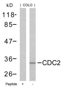 Western blot analysis of extracts from COLO cells using CDC2(Ab-161) Antibody and the same antibody preincubated with blocking peptide.