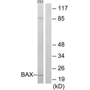 Western blot analysis of extracts from 293 cells, using BAX antibody.