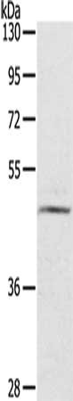Gel: 8%SDS-PAGE, Lysate: 40 ug, Lane: TM4 cells, Primary antibody: CSB-PA142124(CERS3 Antibody) at dilution 1/200, Secondary antibody: Goat anti rabbit IgG at 1/8000 dilution, Exposure time: 3 minutes