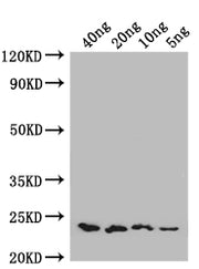 Western Blot Positive WB detected in: recombinant protein All lanes: ENT1 Antibody at 1:1000 Secondary Goat polyclonal to rabbit IgG at 1/50000 dilution Predicted band size: 22 kDa Observed band size: 22 kDa