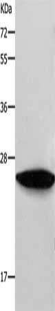 Gel: 10%SDS-PAGE, Lysate: 40 ug, Lane: NIH/3T3 cells, Primary antibody: CSB-PA142448(RAB38 Antibody) at dilution 1/550, Secondary antibody: Goat anti rabbit IgG at 1/8000 dilution, Exposure time: 10 seconds