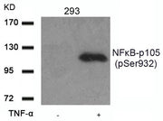 Western blot analysis of extracts from 293 cells untreated or treated with TNF-a using NFkB-p105(Phospho-Ser932) Antibody.