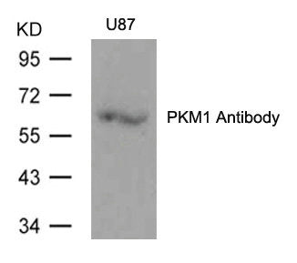 Western blot analysis of extracts from U87 cells using PKM1 Antibody.