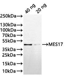Western Blot Positive WB detected in: recombinant protein All lanes:MES17 Antibody at 1:1000 Secondary Goat polyclonal to rabbit IgG at 1/20000 dilution Predicted band size: 37.8 kDa Observed band size: 38 kDa