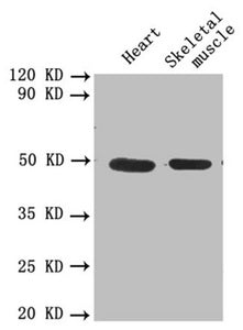 Western blot All lanes: PLAU antibody at 1.8µg/ml Lane 1: Mouse heart tissue Lane 2: Mouse skeletal muscle tissue Secondary Goat polyclonal to rabbit IgG at 1/10000 dilution Predicted band size: 49, 47 kDa Observed band size: 49 kDa