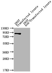 Western Blot Positive WB detected in: ureB 293T Transfected lysate, 293T non-Transfected lysate All lanes: ureB antibody at 1:2000 Secondary Goat polyclonal to rabbit IgG at 1/50000 dilution Predicted band size: 90 kDa Observed band size: 90 kDa