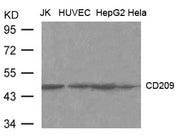Western blot analysis of extract from JK, HUVEC, HepG2 and Hela cells using CD209(DC-SIGN) Antibody