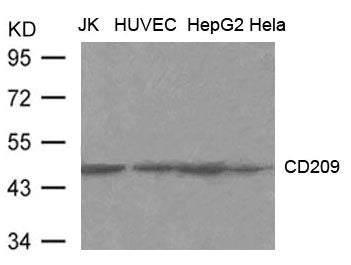 Western blot analysis of extract from JK, HUVEC, HepG2 and Hela cells using CD209(DC-SIGN) Antibody