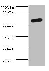 Western blot All lanes: SEPSECS antibody at 2µg/ml + 293T whole cell lysate Secondary Goat polyclonal to rabbit IgG at 1/10000 dilution Predicted band size: 56, 6 kDa Observed band size: 56 kDa