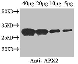 Western Blot Positive WB detected in: Arabidopsis thaliana (40µg, 20µg, 10µg, 5µg) All lanes: APX2 antibody at 1µg/ml Secondary Goat polyclonal to rabbit IgG at 1/50000 dilution Predicted band size: 29 kDa Observed band size: 29 kDa