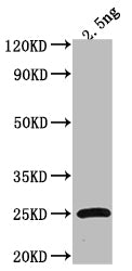 Western Blot Positive WB detected in Recombinant protein All lanes: Tet antibody at 1:2000 Secondary Goat polyclonal to rabbit IgG at 1/50000 dilution Predicted band size: 25.5 kDa Observed band size: 23 kDa