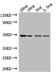 Western Blot Positive WB detected in: recombinant protein All lanes: Tet Antibody at 1:1000 Secondary Goat polyclonal to rabbit IgG at 1/50000 dilution Predicted band size: 47 kDa Observed band size: 47 kDa