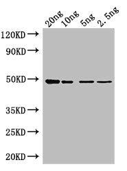 Western Blot Positive WB detected in: recombinant protein All lanes: Tet Antibody at 1:1000 Secondary Goat polyclonal to rabbit IgG at 1/50000 dilution Predicted band size: 47 kDa Observed band size: 47 kDa
