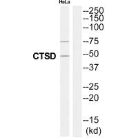 Western blot analysis of extracts from HeLa cells, using CTSD antibody.