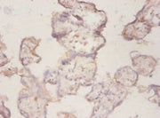 Immunohistochemistry of paraffin-embedded human placenta tissue using CSB-PA14599A0Rb at dilution of 1:50