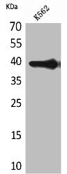 Western Blot analysis of K562 cells using HSP77/76 Polyclonal Antibody