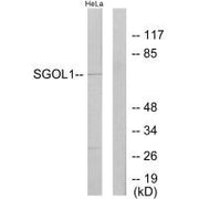 Western blot analysis of extracts from HeLa cells, using SGOL1 antibody.
